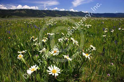 Camas lilies and daisies in a meadow of wildflowers near Cascade, Idaho.