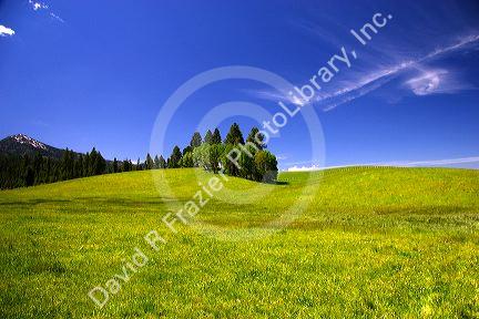 Pasture, blue sky and hillside near Cascade, Idaho.