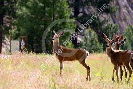 Mule deer in Idaho.