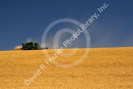 Wheat harvest near Pendleton, Oregon.