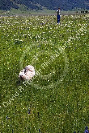 Dog running in mountain meadow near Cascade, Idaho.