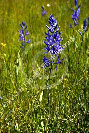 Camas lilies near Cascade, Idaho.