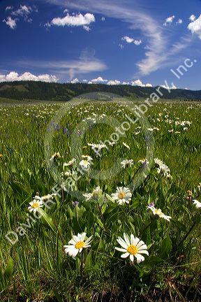 Camas lilies and daisies in a meadow of wildflowers near Cascade, Idaho.