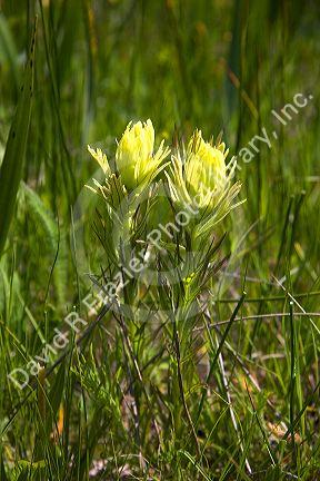 Sulfur paintbrush wildflowers in a meadow near Cascade, Idaho.