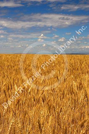 Wheat field in Elmore County, Idaho.