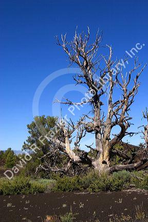 Old dead tree at Craters of The Moon National Monument in Idaho.