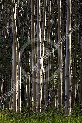 A grove of aspen trees in the Flaming Gorge National Recreation Area, Utah.