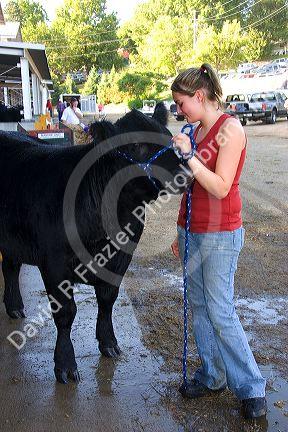 A teenage girl washes her cow at the Iowa state fair in Des Moines.
