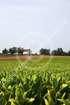 Tobacco farm near Lexington, Kentucky.