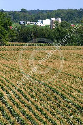 Rows of corn in Iowa.