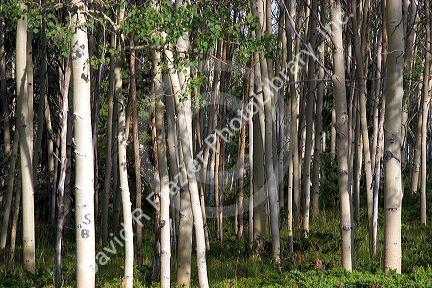 A grove of aspen trees in the Flaming Gorge National Recreation Area, Utah.