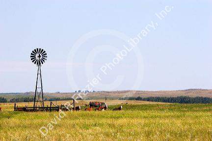 Windmill and cattle on the Prairrie of Western Nebraska.