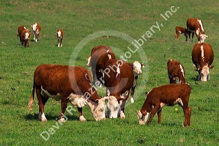 Hereford cattle graze in a green pasture at Mt. Pleasant, Iowa.