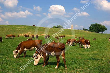 Hereford cattle graze in a green pasture at Mt. Pleasant, Iowa.