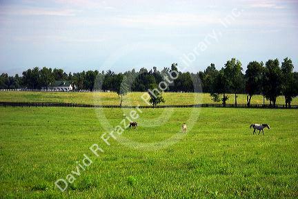 Horses graze in the blue grass country of Lexington, Kentucky.