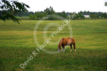 Horse grazes in the blue grass country of Lexington, Kentucky.
