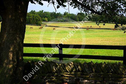 Horses graze on a farm near Lexington, Kentucky.