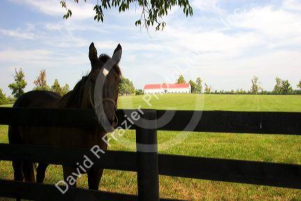 Thoroughbred horse on a farm near Lexington, Kentucky.