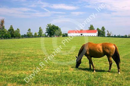 Horses graze on a farm near Lexington, Kentucky.