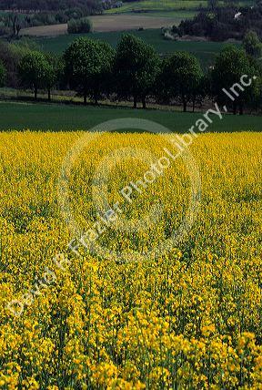 A rapeseed field in Rural France.