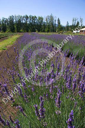 Lavender plants near Port Angeles, Washington.