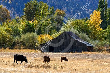 Cattle graze in front of a barn with fall colors south of Lakeview, Oregon.