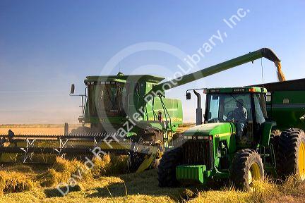 Rice grain harvest near Richvale, California.