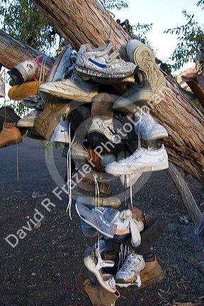 A tree covered in shoes near Juntura, Oregon.