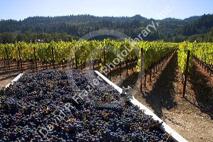 Harvested wine grapes in Napa Valley, California.