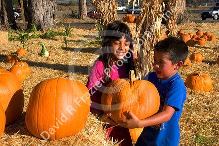 Children choosing pumpkins from a farm near San Rafael, California.