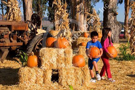 Children choosing pumpkins from a farm near San Rafael, California.