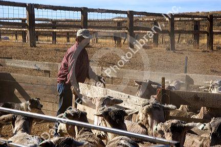 Sheep in pens awaiting shearing in Camas County, Idaho.