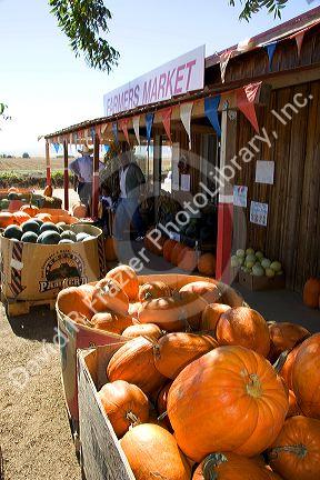 Farmers market with pumpkins for sale near Williams, California.