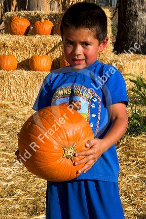 A young boy choosing pumpkins from a farm near San Rafael, California.