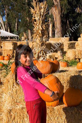 A young girl choosing pumpkins from a farm near San Rafael, California.