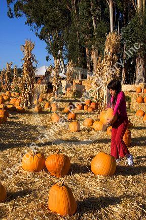 A young girl choosing pumpkins from a farm near San Rafael, California.