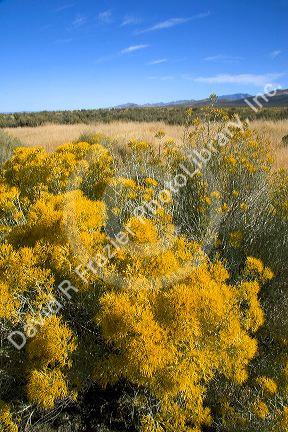 Rabbit brush on the desert of Northern Nevada.