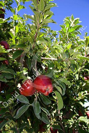 Red delicious apples hang from a tree branch in Canyon County, Idaho.