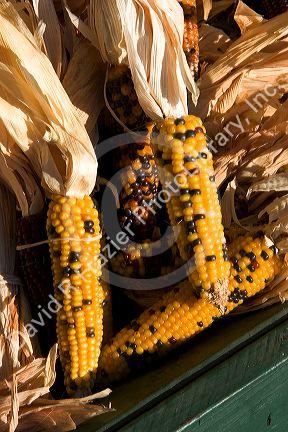 Multi colored Indian Corn on the cob.