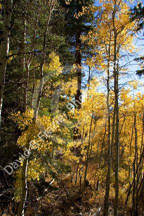Aspens changing color in autumn near Lake Tahoe in the California Sierra Mountains.