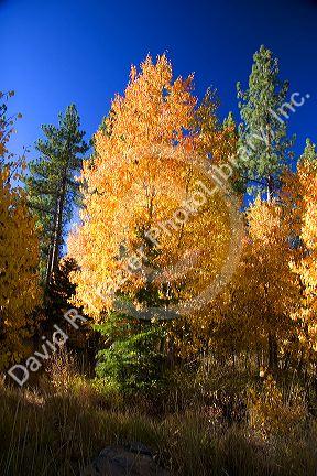 Aspens changing color in autumn near Lake Tahoe in the California Sierra Mountains.
