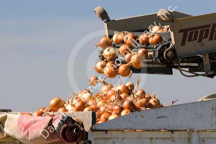 Onion harvest in Canyon County, Idaho.