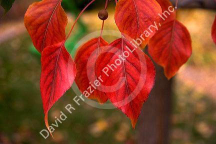 Fall colors on ornamental pear leaves in Idaho.