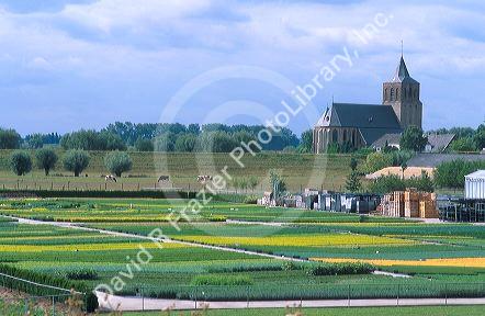 Plant nursery in northwest Germany near Emmerich.