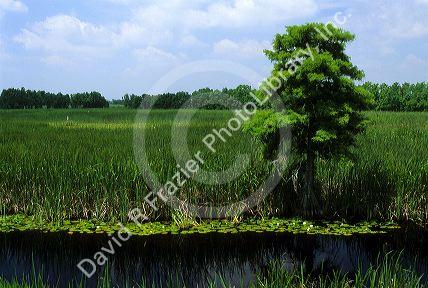 A cypress tree and swamp in a wildlife refuge in Savannah, Georgia.