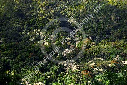 Lush tropical landscape on the island of Maui, Hawaii along the road to Hana.