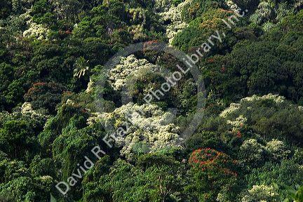 Lush tropical landscape on the island of Maui, Hawaii along the road to Hana.
