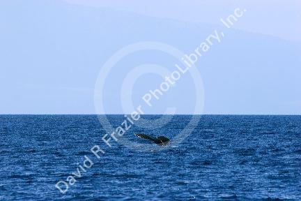 The tail of a Humpback whale in the pacific ocean near Maui, Hawaii.
