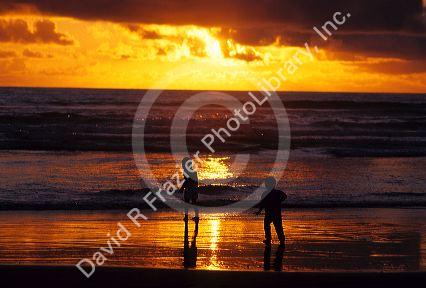 Silhouetted boys play in the ocean at sunset on the Oregon Coast.