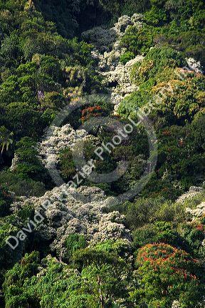 Lush tropical landscape on the island of Maui, Hawaii along the road to Hana.